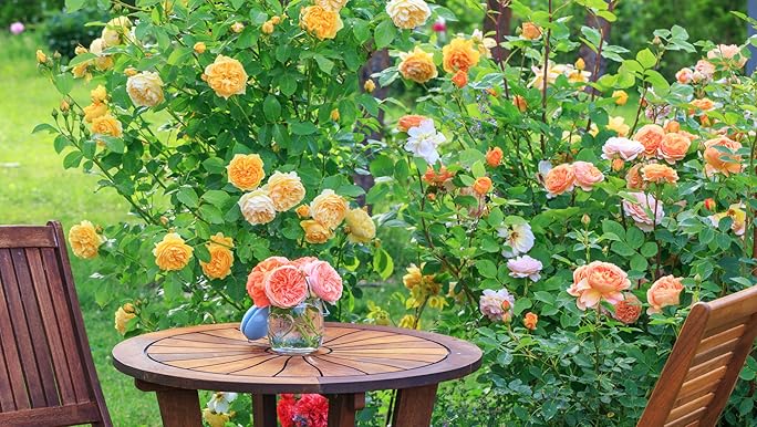 Amazon.com : Stargazer Perennials White Eden Climbing Rose